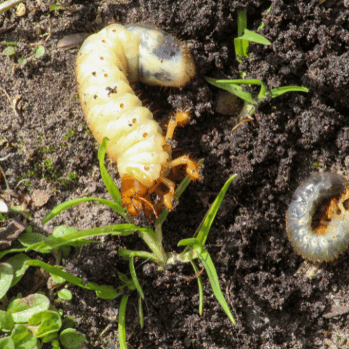 grub control in soil