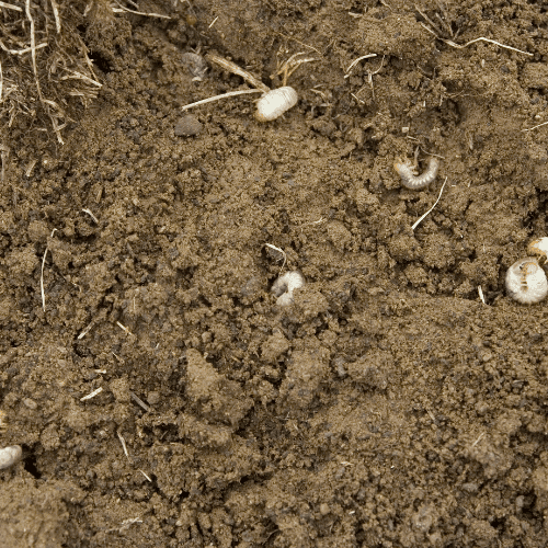 Close-up of hands planting small plants in garden soil.