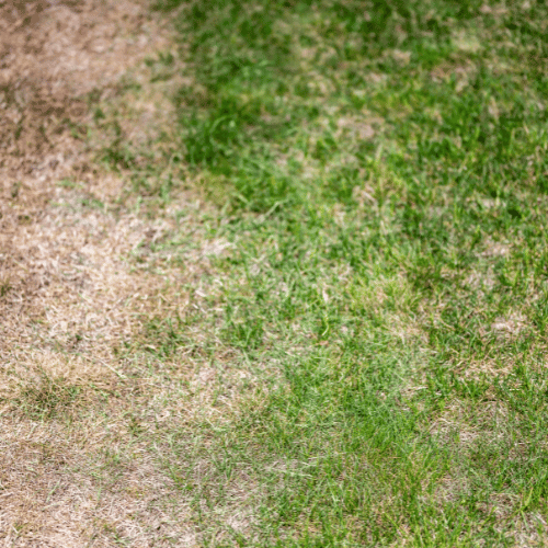 Gardener spreading compost to improve soil quality.