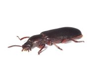 Cockroach