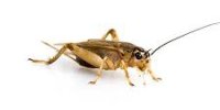 Cockroach