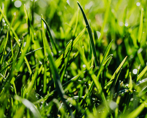 Untitled design (35)