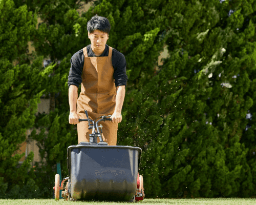 Man spreading fertilizer on green lawn.